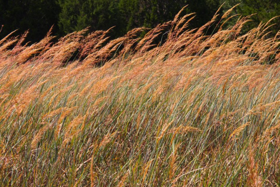 Indiangrass-image