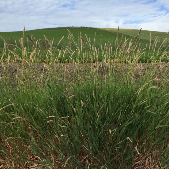 Reeds Canarygrass-image