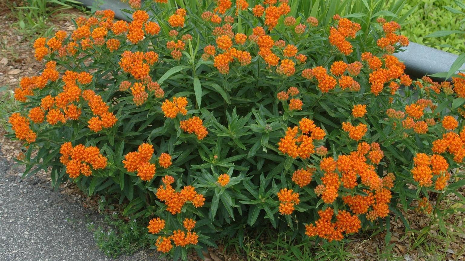 Butterfly milkweed; important food source for Monarch butterflies