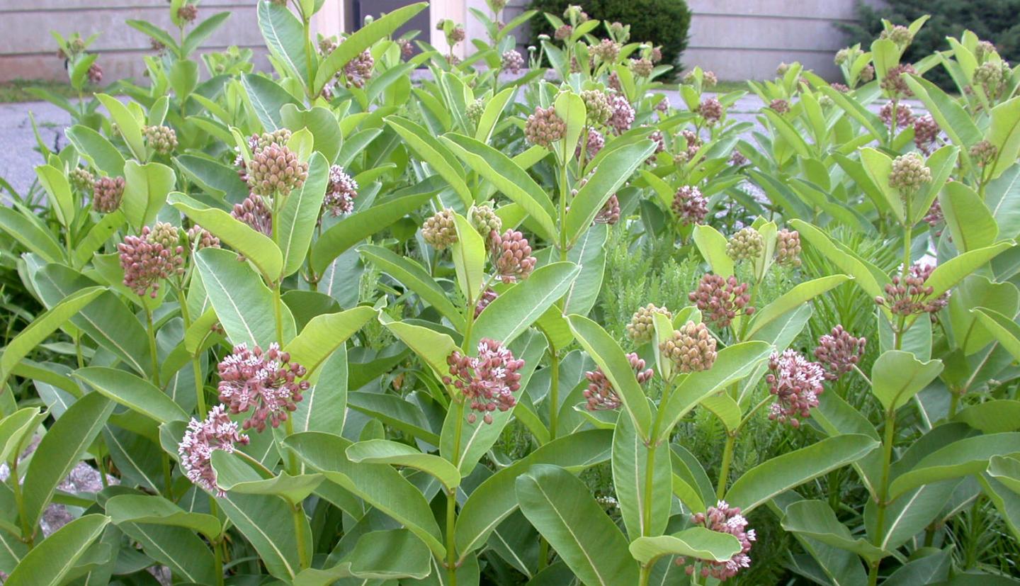 Common Milkweed Lewis Seed Company